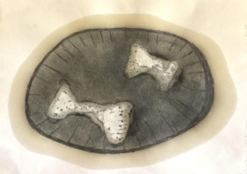 2 trognons - 2023 - fusain encre et huiles sur papier - 25,5 x 36 cm