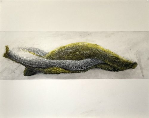 Banane morte 3 - 2025 - pastel et fusain sur papier ofset - 56,9 x 18,2 cm