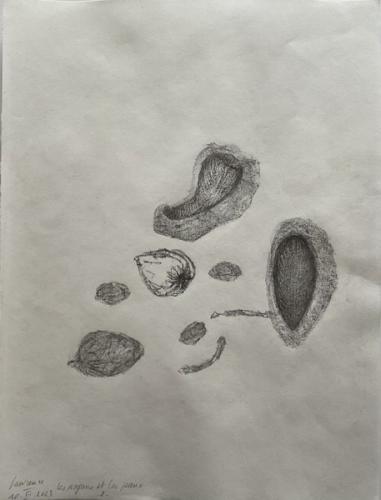 Les-Noyaux-et-les-Peaux-II - 2023