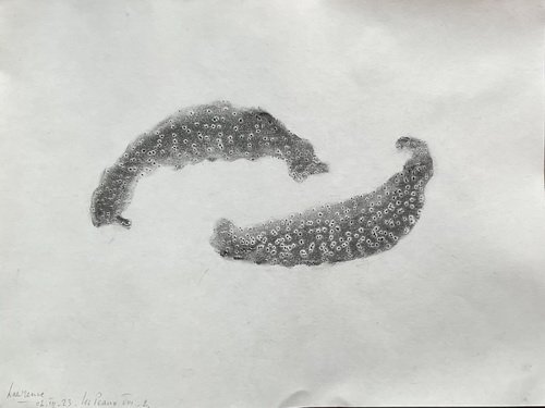 Les-Peaux 8 - II - 2023