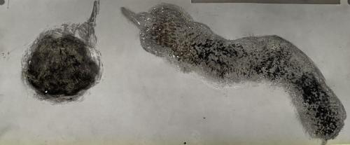 Trâçures Griffûres Huilûres - Technique mixte sur papier - 16,3 x 39,5 cm - 12 fév 2024