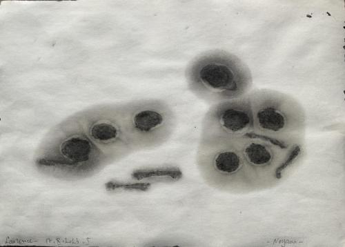 Noyaux - 2023 - fusain encre et huiles sur papier - 25,5 x 36 cm - Recto