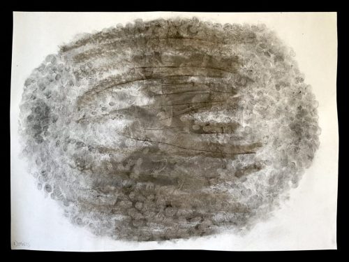 Poivron 3 - 090625 - fusain sur papier - 32 x 43,8 cm